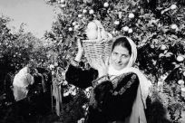 أيام نكبة - "برتقال يافا".. رائحة "العودة" المسلوبة